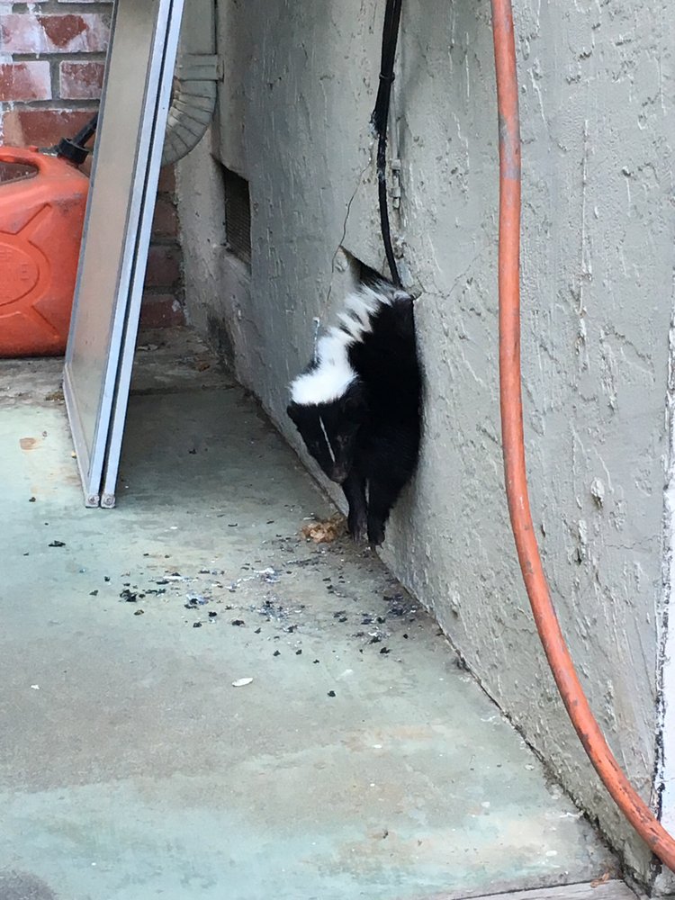 A skunk crawling out of a hole in the side of a house
